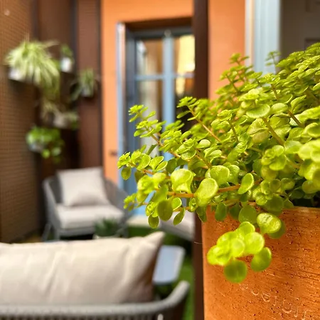 «la Calade » Les Glycines *